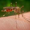 mosquitognat