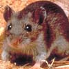 ratmouse